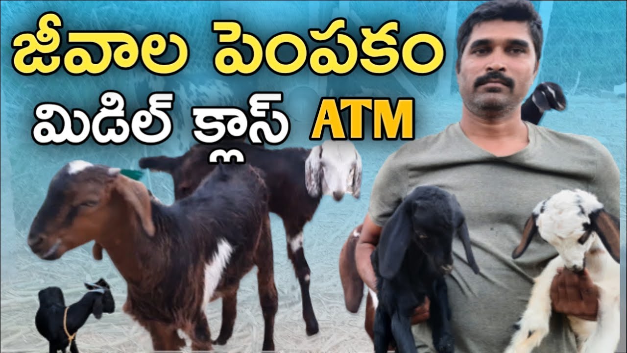 తక్కువ ఖర్చుతో మేకల పెంపకం|goat farming @MalleshAdla