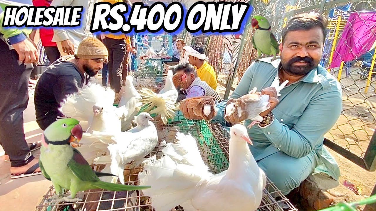 Jama Masjid Bird Market 5-March-23 Latest Update By Aman
