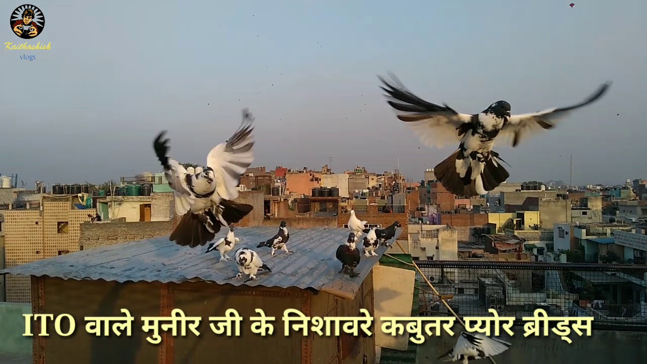 ITO vale Munir Gi ke Nishawre kabutar,Delhi6 09013836045