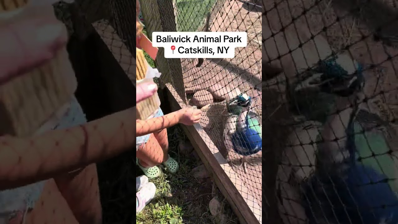 Explore a charming game farm with rescued animals in the catskills 