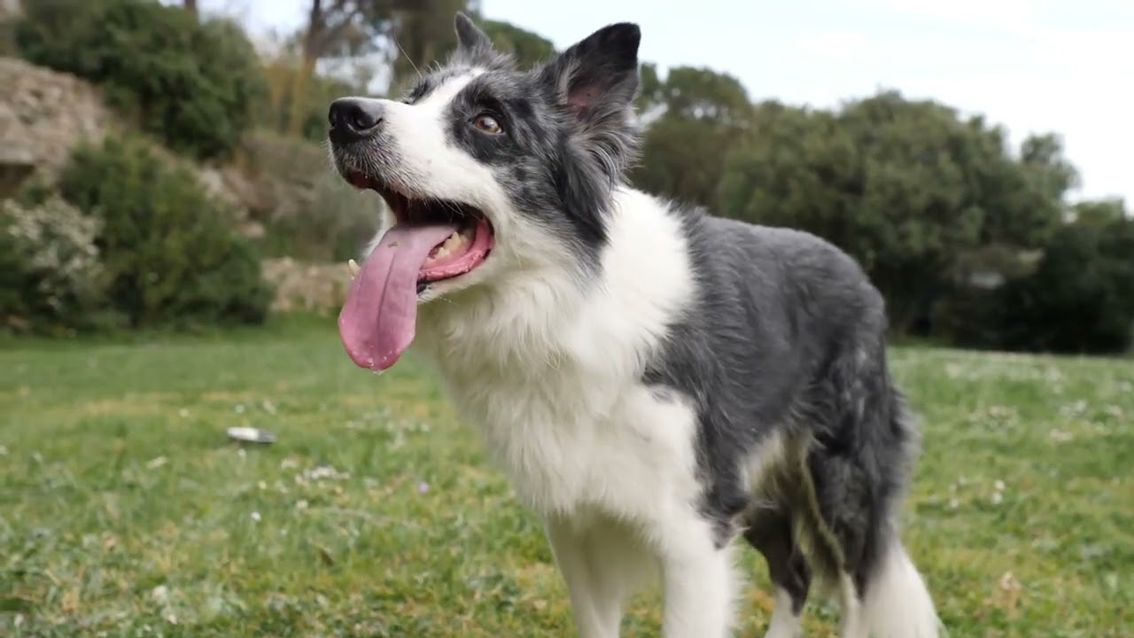 Why the Border Collie Is the Smartest Dog Breed in the World