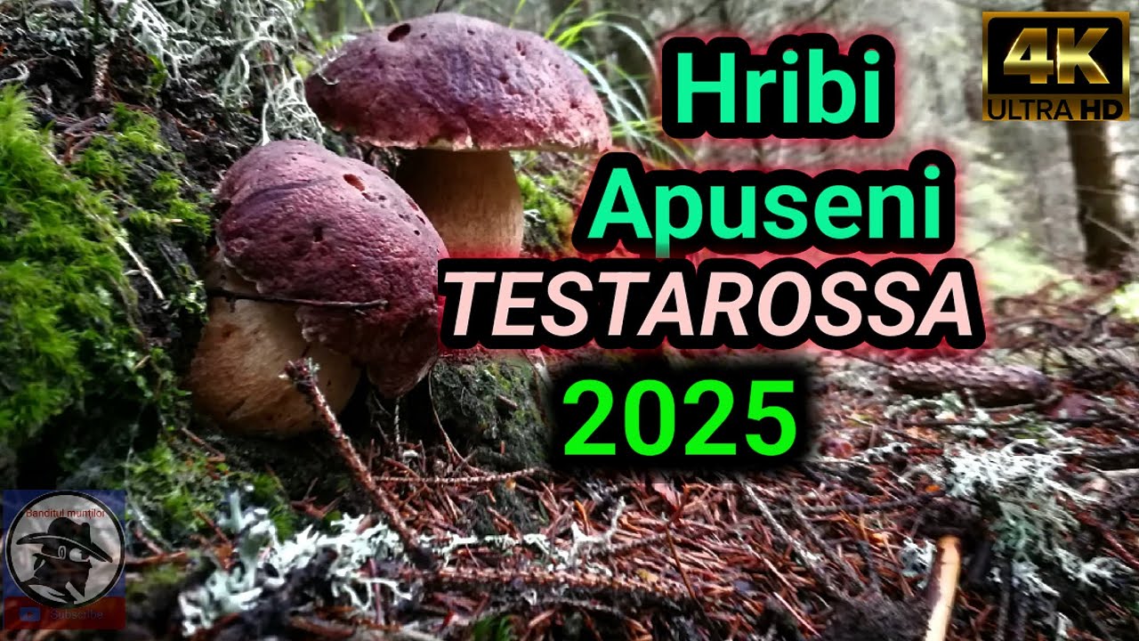 Hribii Apuseni! Boletus PINOPHILUS! TESTAROSSA (păduri conifere 2025)🍄🌲