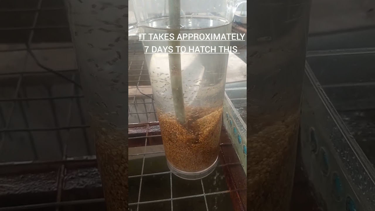 Hatching tilapia eggs