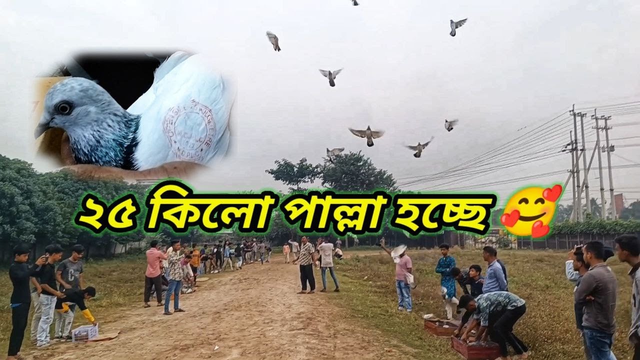 দাউদকান্দি রোড থেকে ২৫ কিলো কবুতরের টুর্নামেন্ট 🕊️ | pallar kobutor | Miraj Pigeon