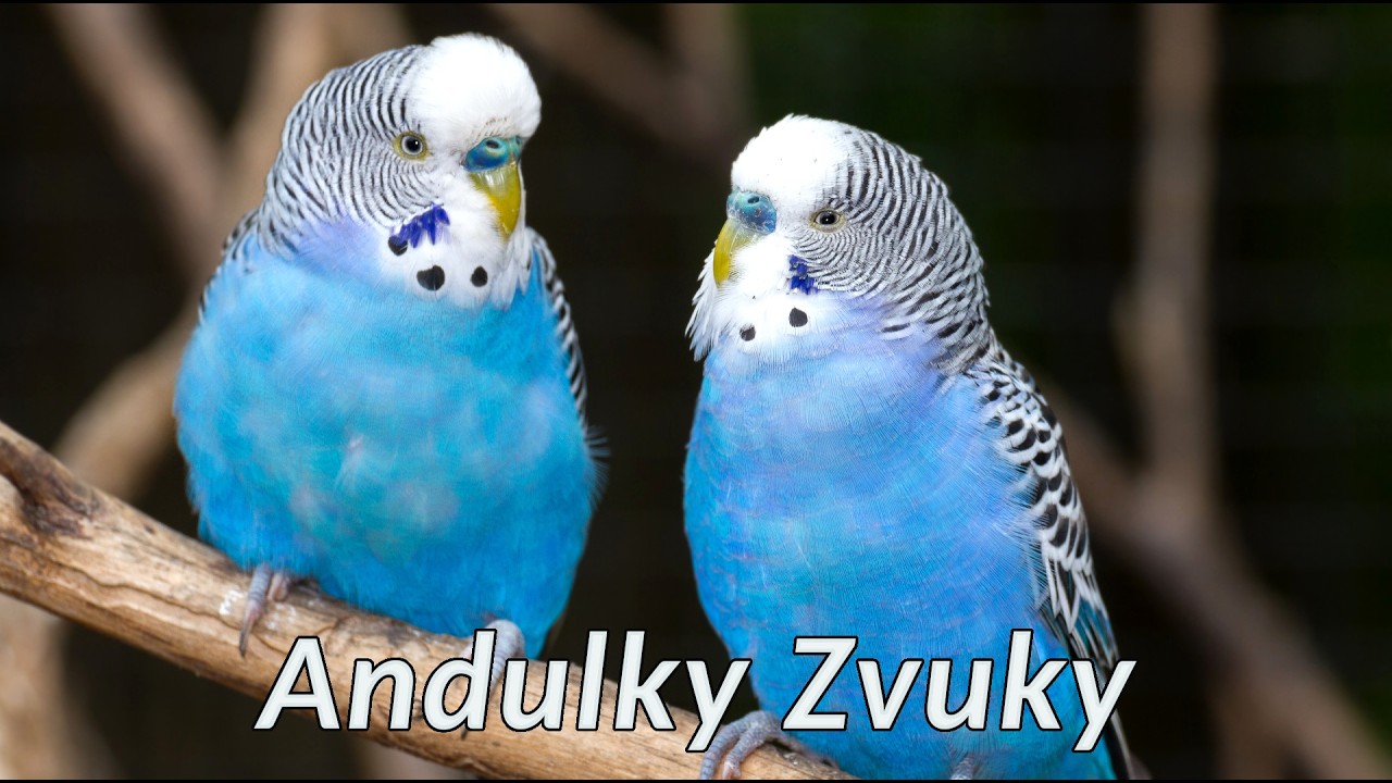 Zpěv andulek 🦜 zvuky, které vydávají andulky
