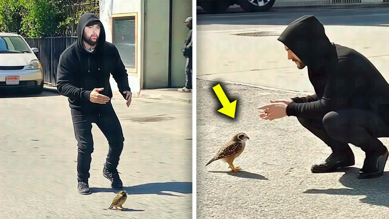 Baby Owl Keeps Following Eminem. When He Reaised Why He Burts Into Tears