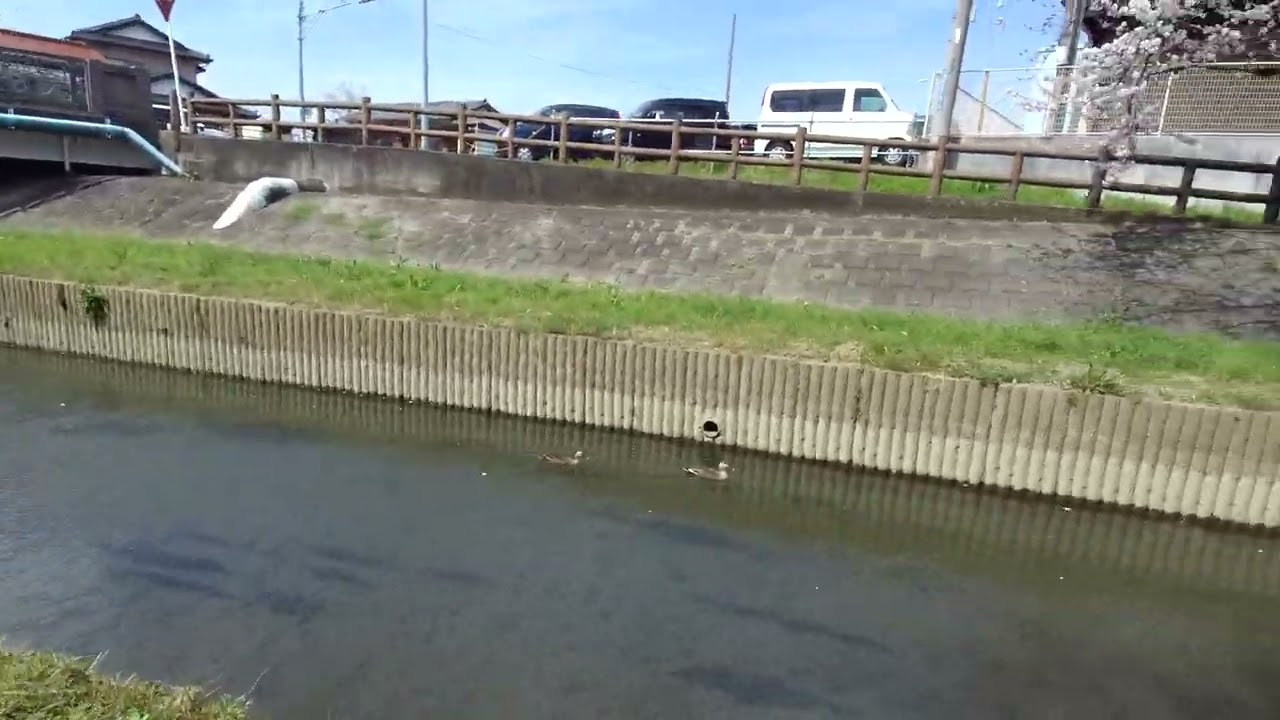 Cherry blossoms and ducks ( Motoara  River Saitama Japan)