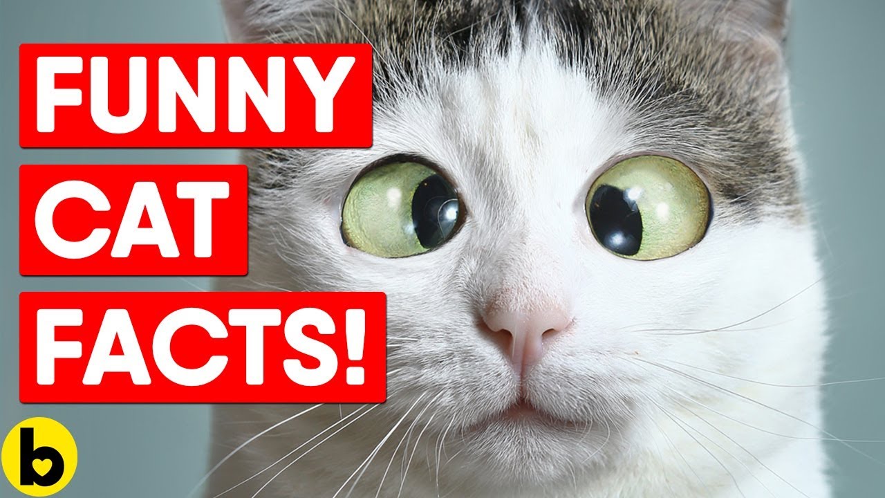 25 Fun Facts About Cats
