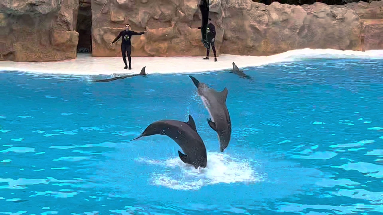 Dolphin Performance - Loro Parque Tenerife (Spain - Canary Island) 