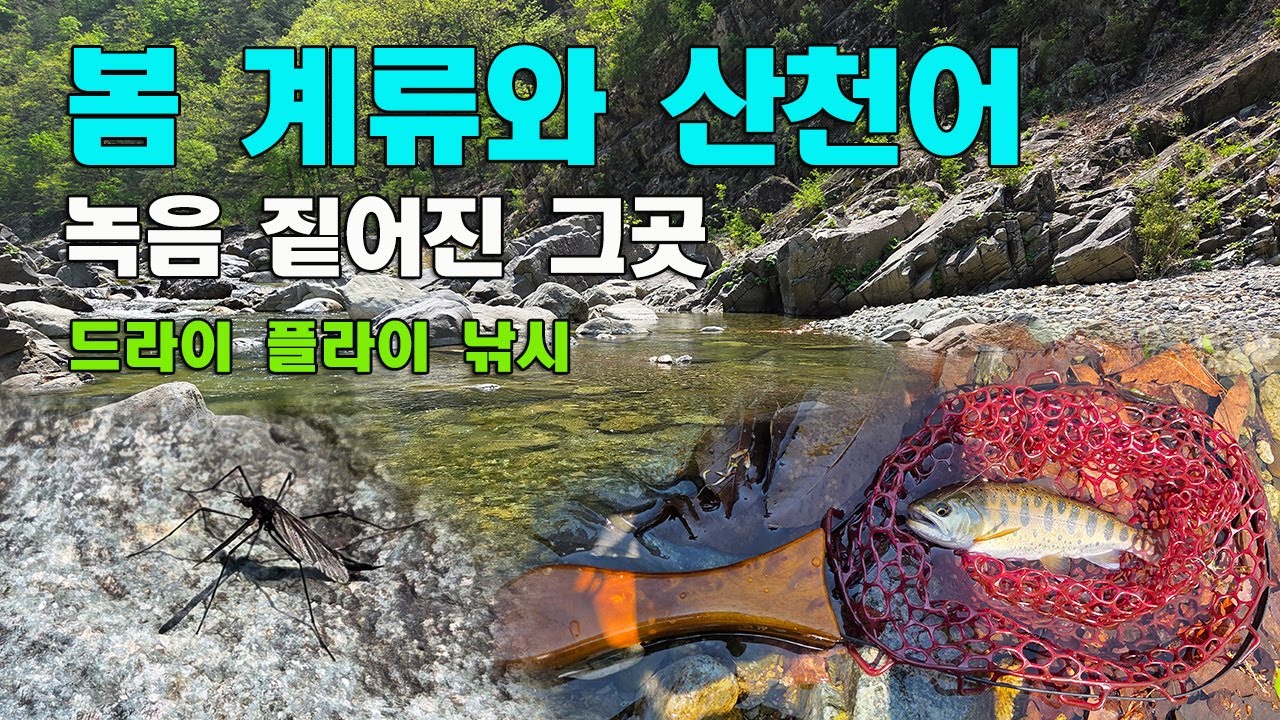 봄 계류와 산천어 [녹음 짙어진 그곳/드라이 플라이 낚시]