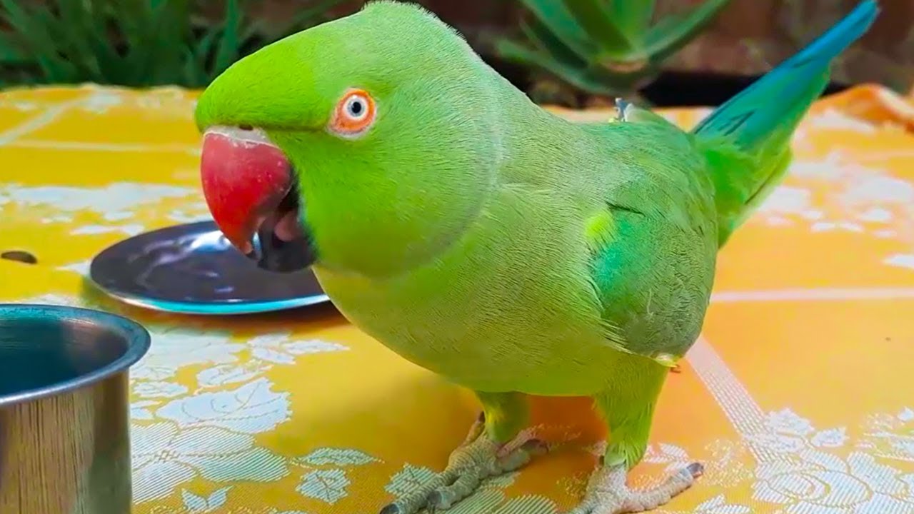 So Amazing Cute Voice Of Female Mago Ringneck Talking Parrot