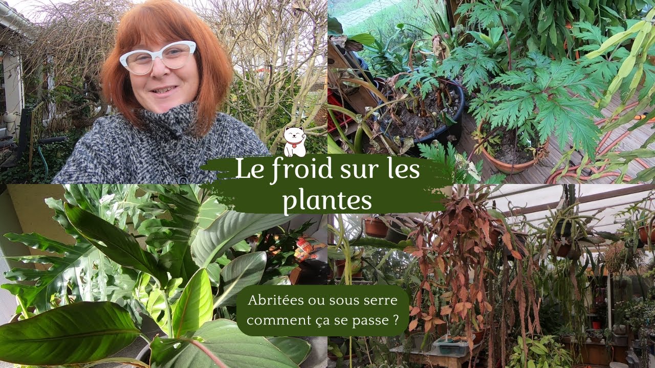 LE FROID SUR LES PLANTES🌿 Qu'elles soient simplement abritées ou en serre comment elles réagissent ?