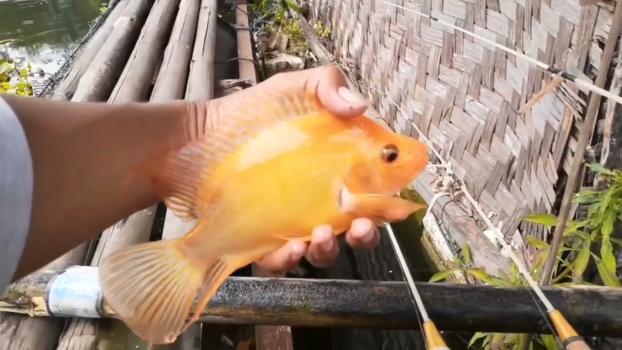 MANCING IKAN RED DEVIL