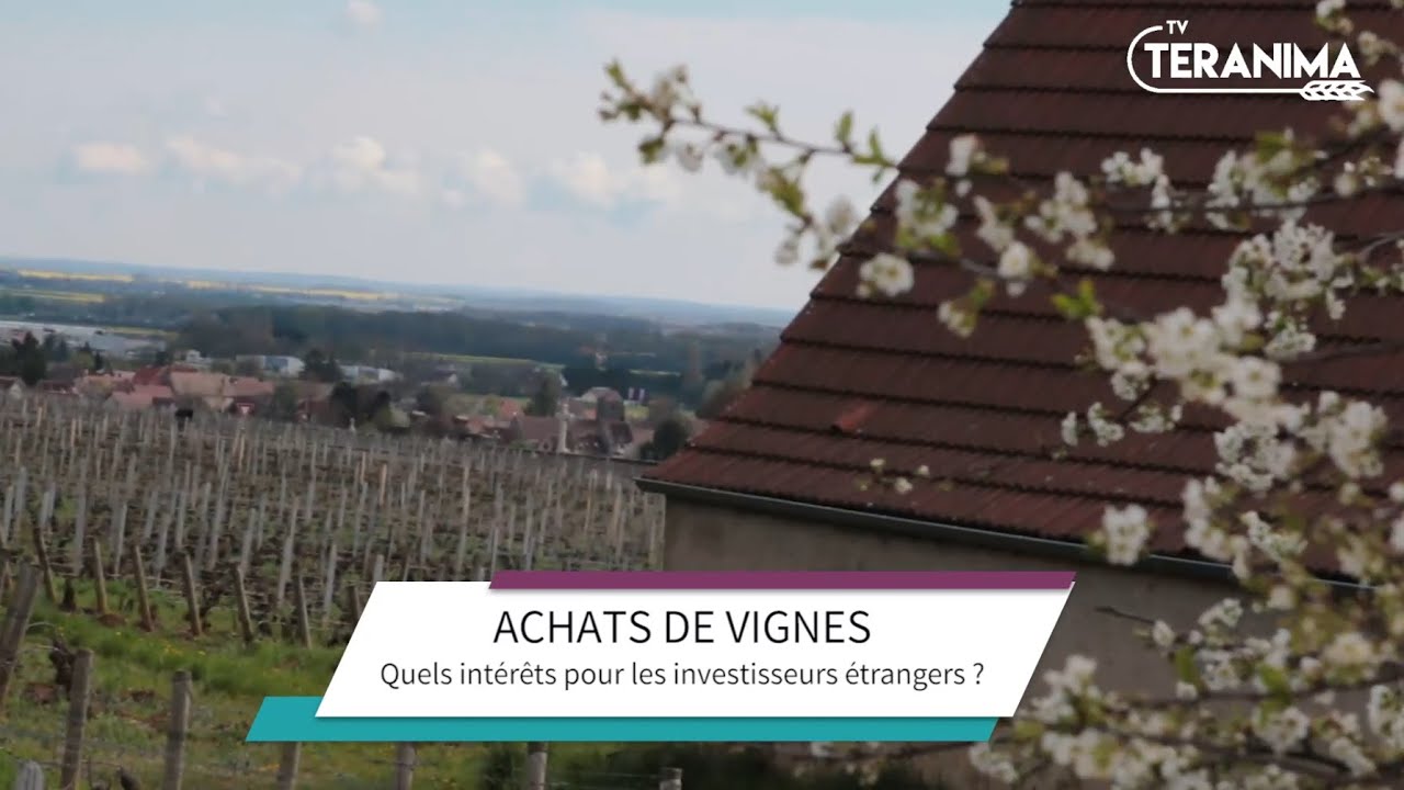 Doit-on laisser nos vignes aux investisseurs &eacute;trangers ? - Teranima TV