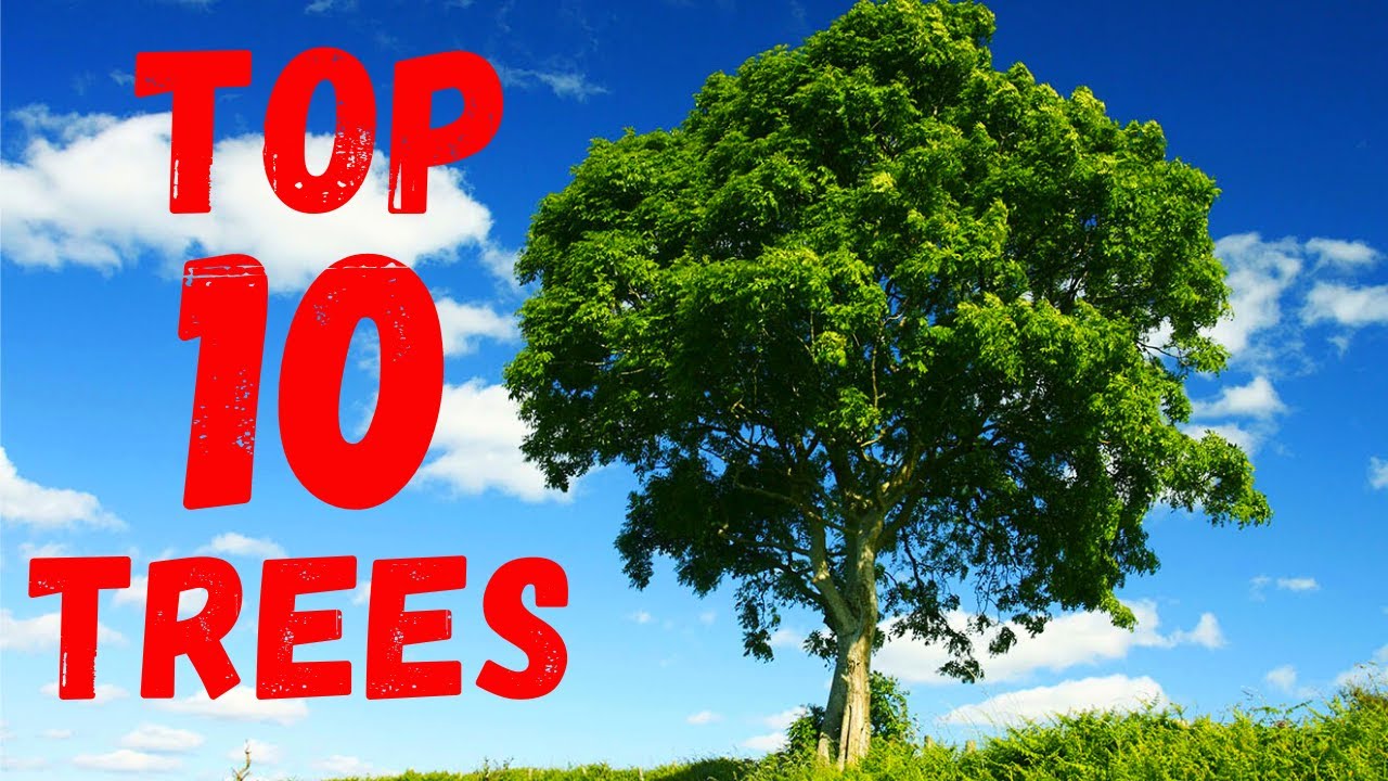 TOP 10 Most COMMON TREES in the UK 🌲 🌳