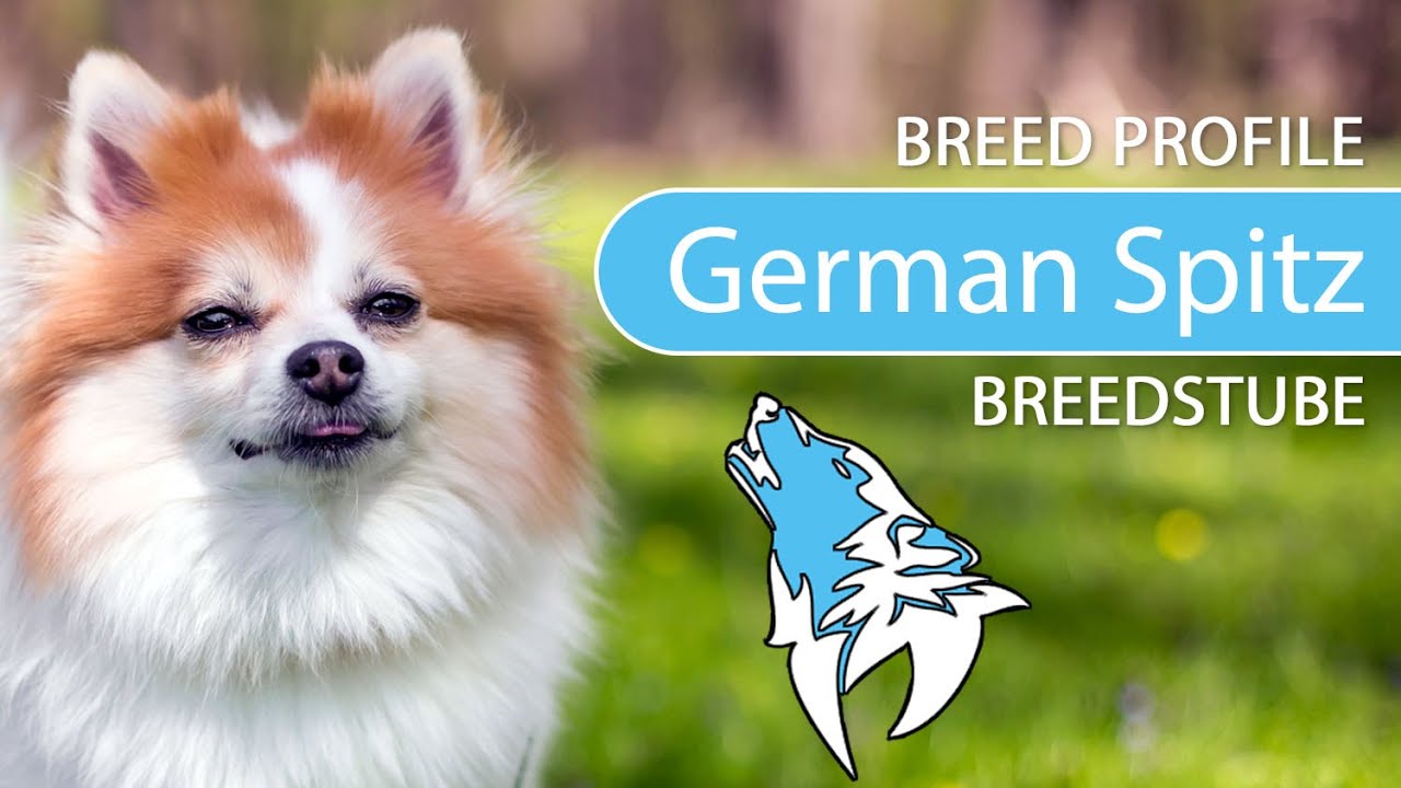 ► German Spitz Breed [2020] Temperament & Training