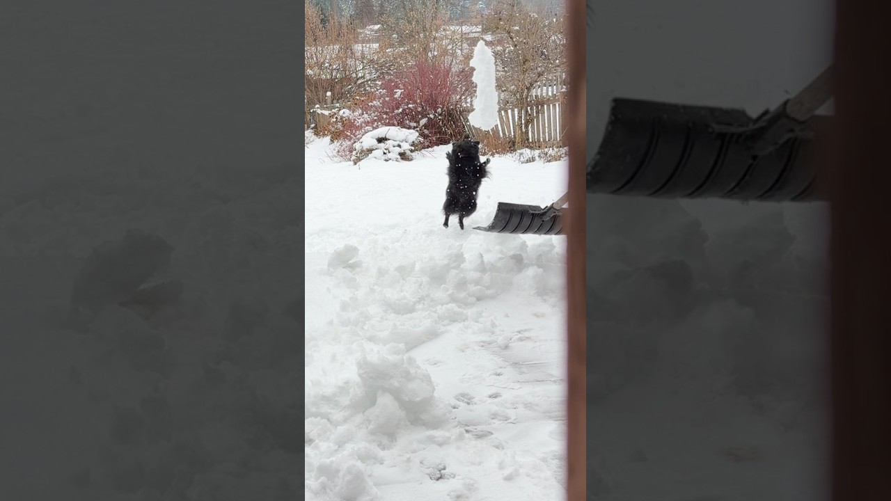 Shoving Snow & Byla the Dog Playing in it #bylathedog #playinginthesnow #cutedog