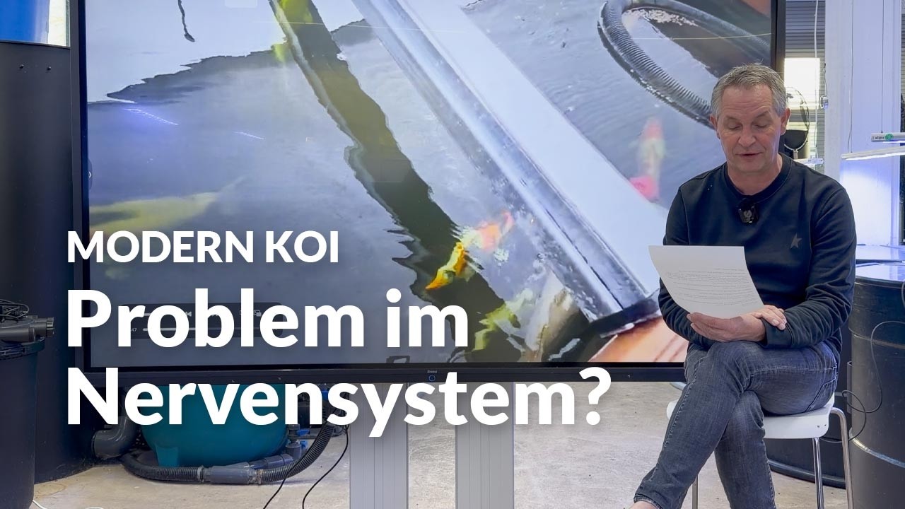 Wenn Koi merkw&uuml;rdig schwimmen | Modern Koi Blog #8042
