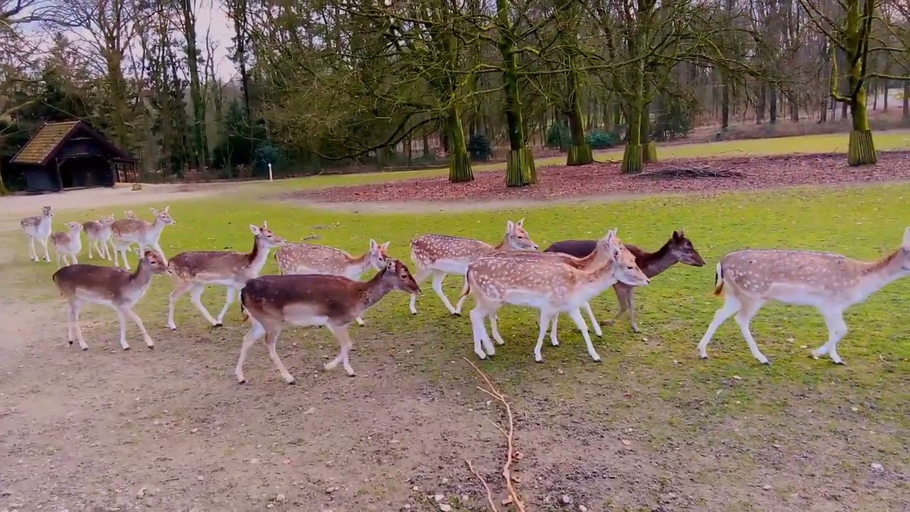 herten Oosterbeek park Hartenstein