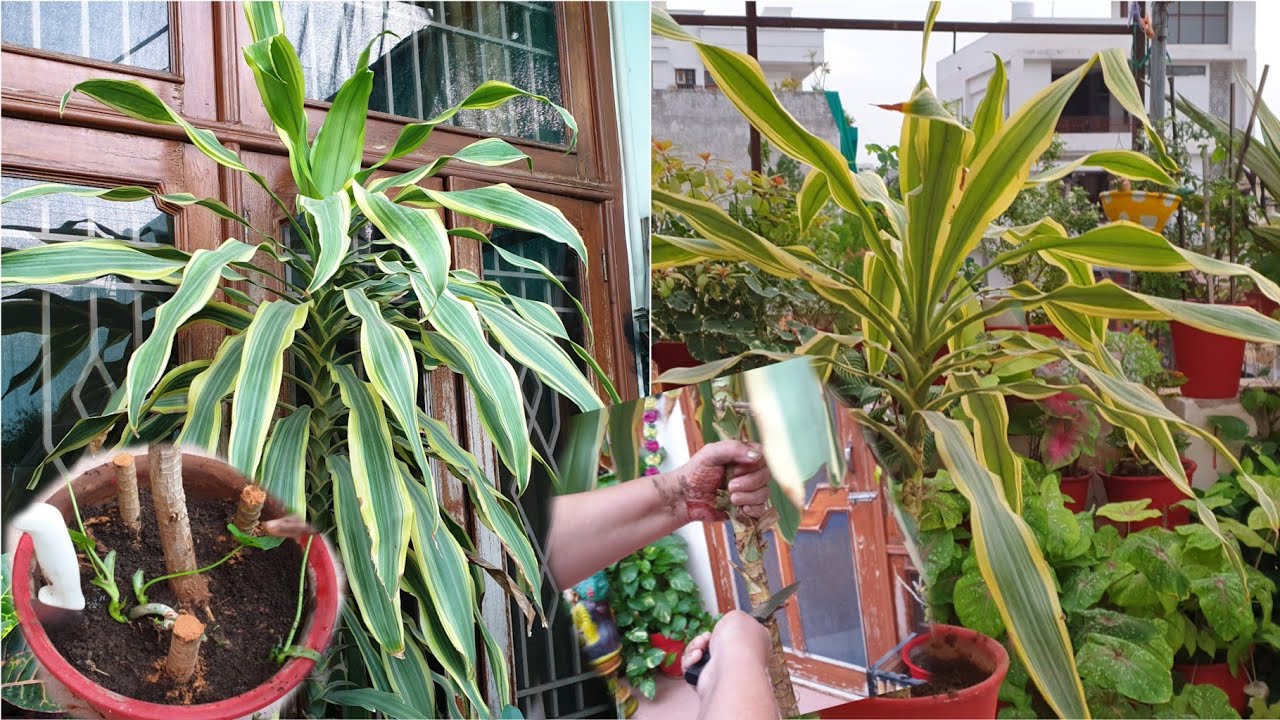 How to Grow Victoria Dracaena by Cuttings - Fun Gardening