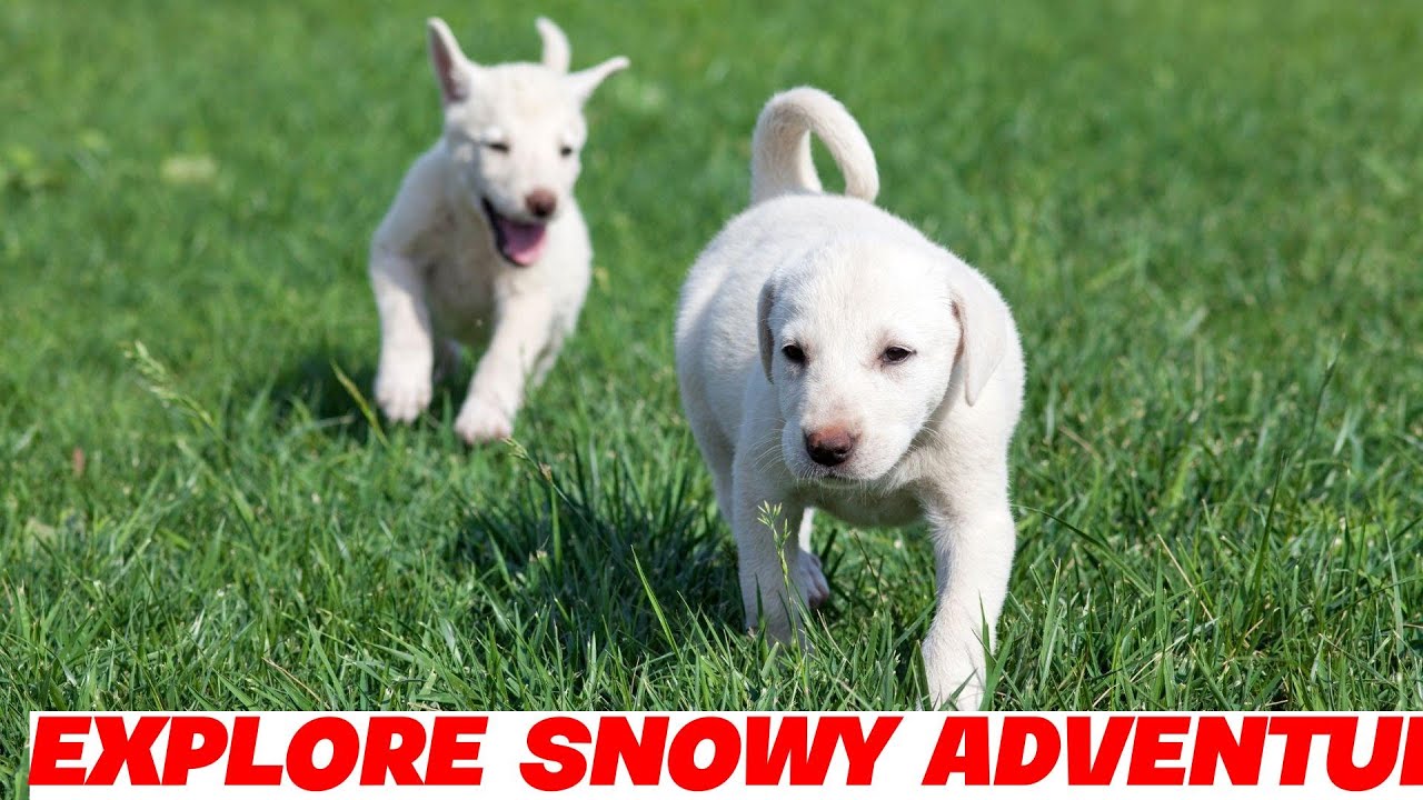 Exploring Winter Adventures with a Kangal Dog!