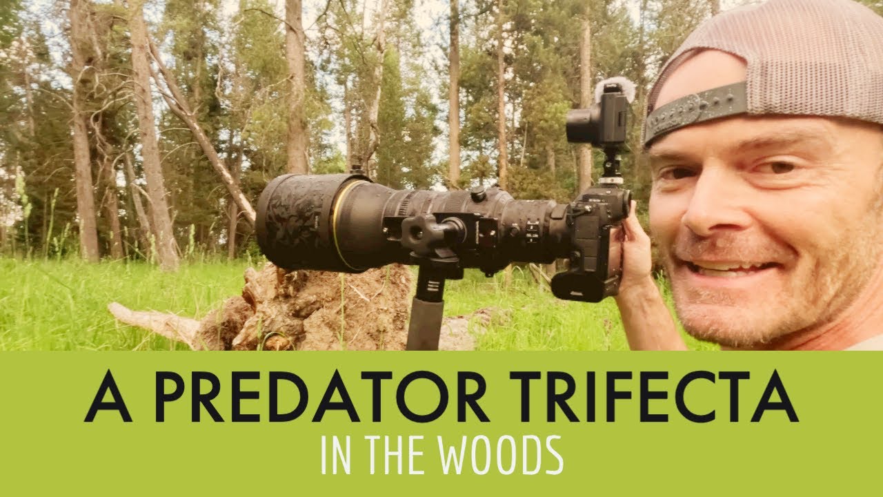 Two Bears, a Marten, and an Owl Doing Gross Things - A Wildlife Photography Trifecta!