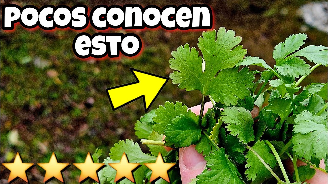 1 Hoja de esta planta es 97 veces MEJOR que cualquier otra! Cilantro, Beneficios, Usos y cuidados
