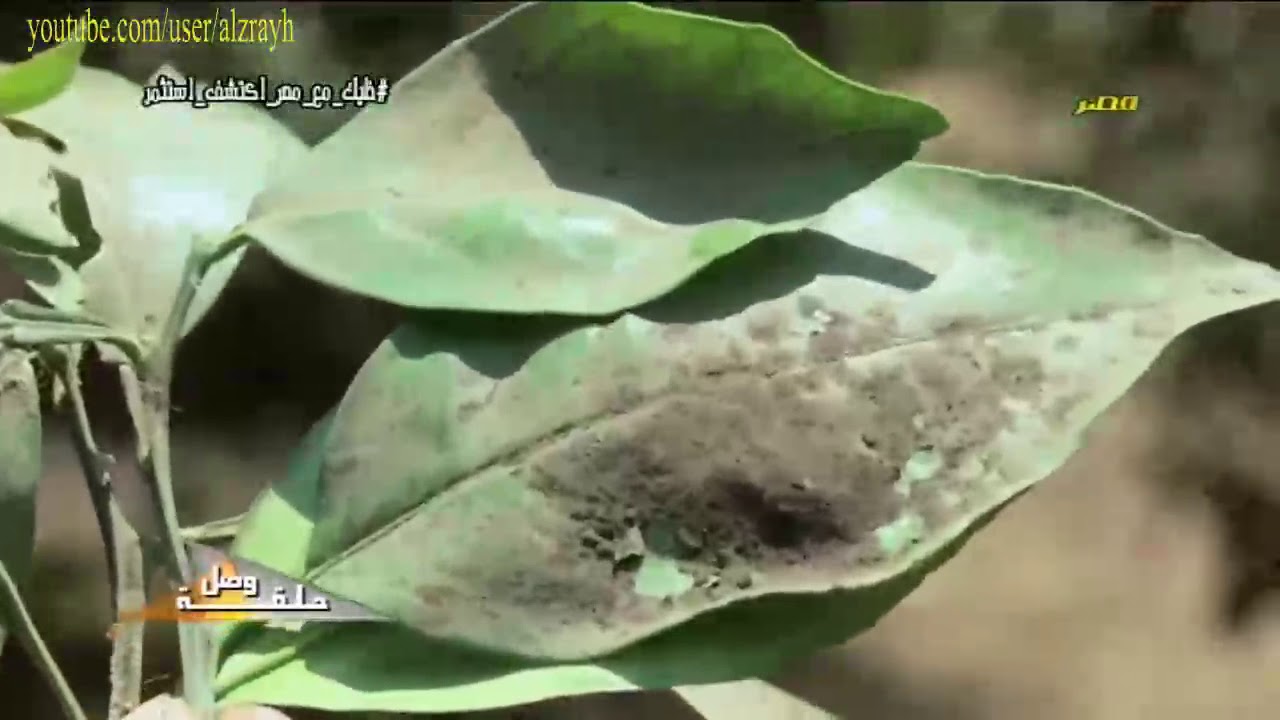 زراعة البرتقال والموالح مكافحة الحشرة القشرية او النقط الحمراء على الورقة بالتفصيل