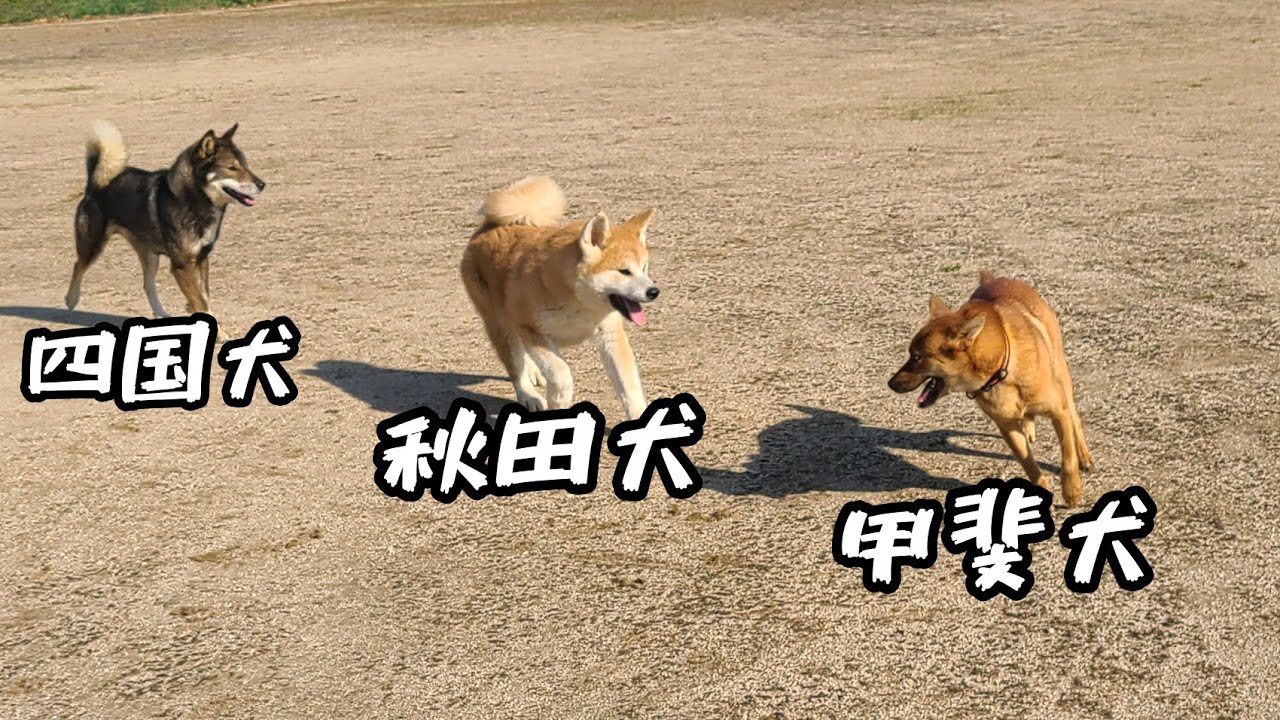日本犬三種、集合！【赤一枚の甲斐犬】