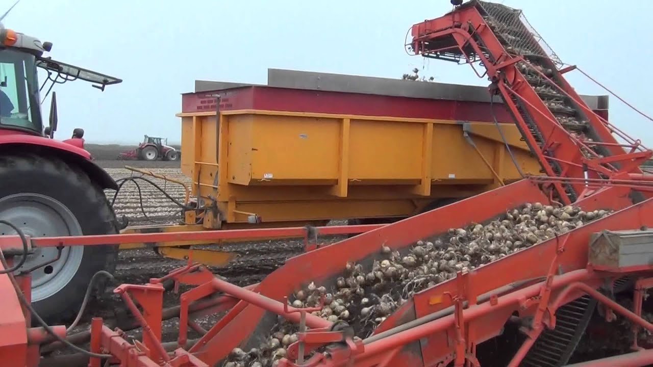 Uien laden 2013 op Harrysfarm