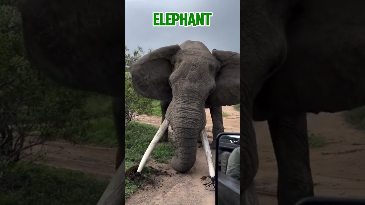 Craziest animals with built in weapons⚔️#animals #fyp #shorts #defence #nature #viral #shortsfeed