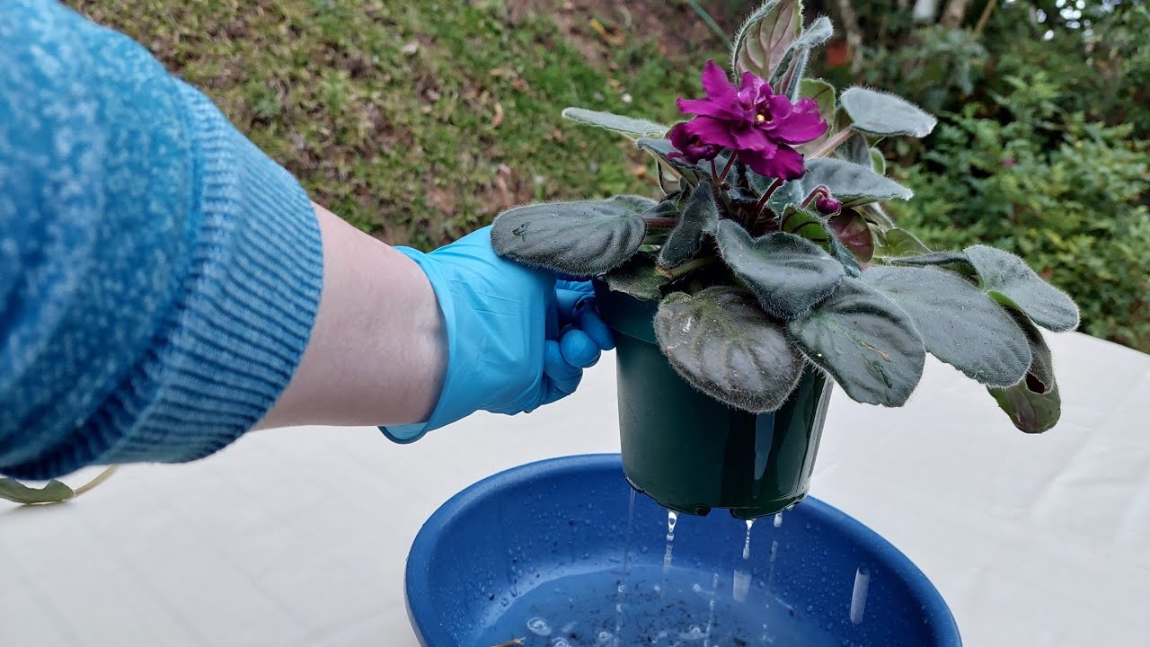 Violetas africanas, como tratar esta enfermedad 👌 sustrato bien drenante 💧💧💧 nuevo color 😍🌺