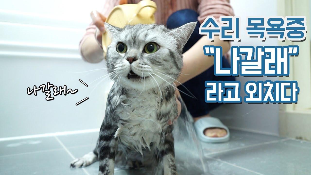 «Я хочу выйти» Talking времени ванны кота Сури.