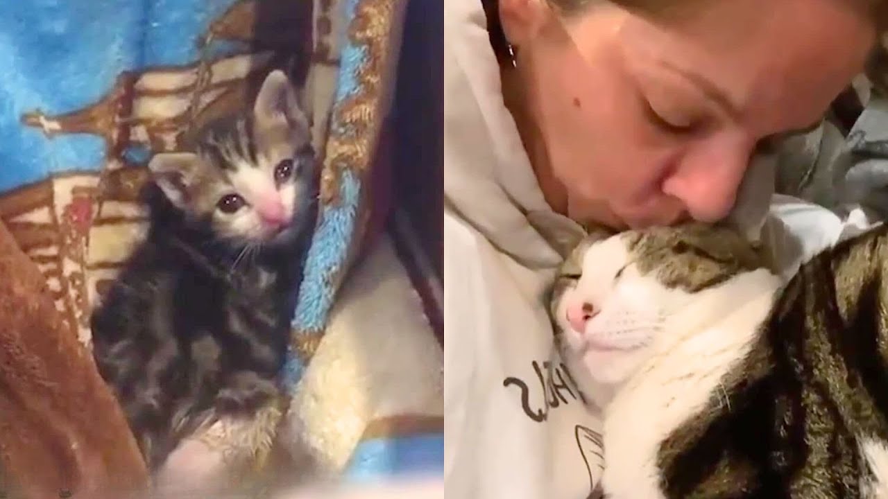 Saving An Injured Kitten From A Construction Site ❤️
