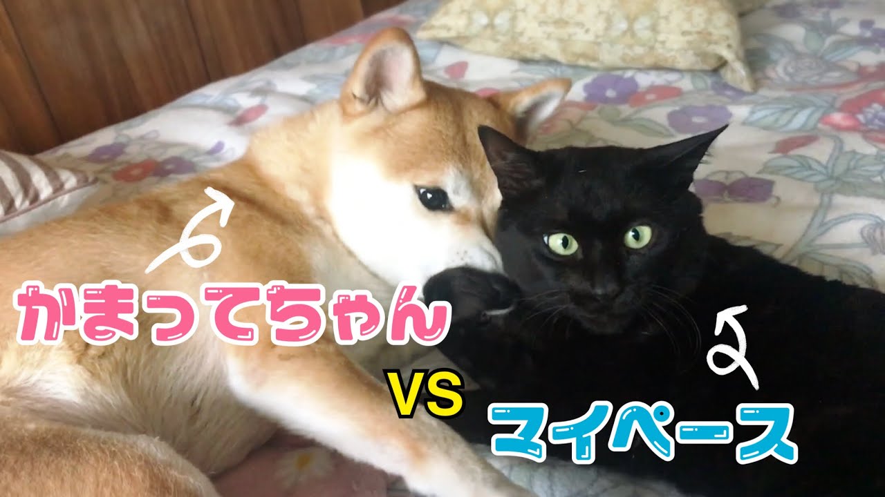 犬のかまって攻撃を受け止めつつ毛づくろいも遂行する猫 Dog bother a grooming cat
