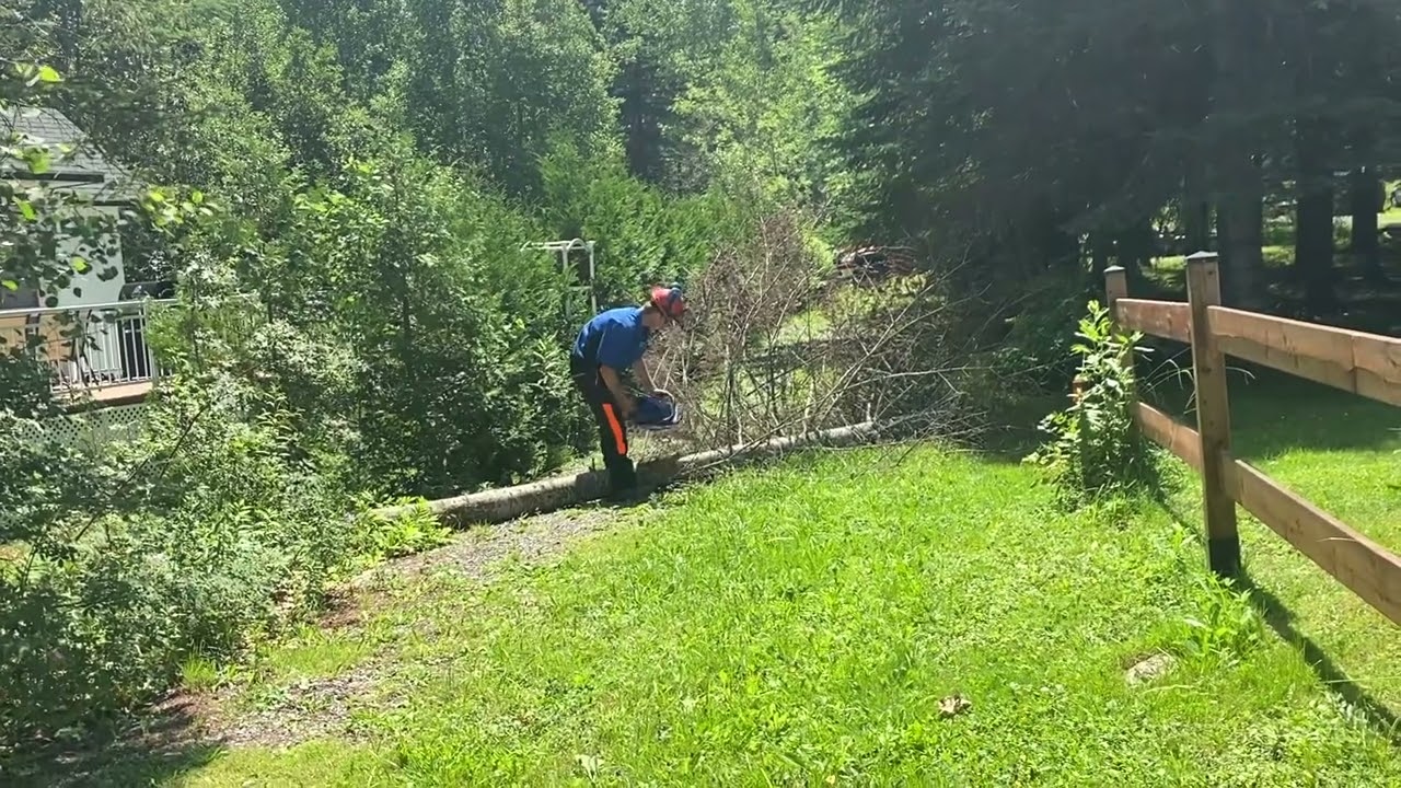 Holzforma g660 felleng a dead 🌲