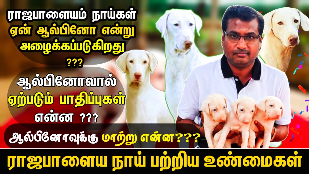ராஜபாளையம் நாய் பற்றிய முழு தகவல் | All about Rajapalayam Dog | Rajapalayam dog in Tamil | Sky Media