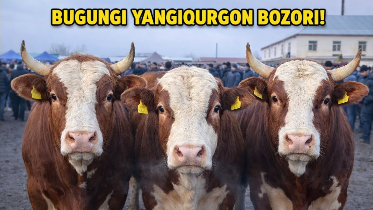 SAMARQAND OQDARYO YANGIQURGON MOL BOZORI BUGUNGI 26-02-2026 yil NARXLARI