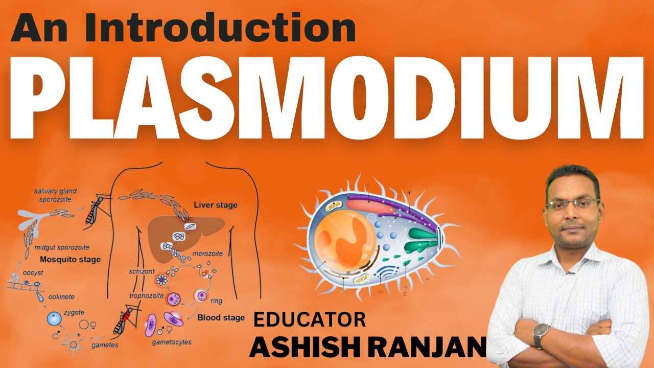 B.Sc ZOOLOGY | R.L KOTPAL | CH-9 | PLASMODIUM