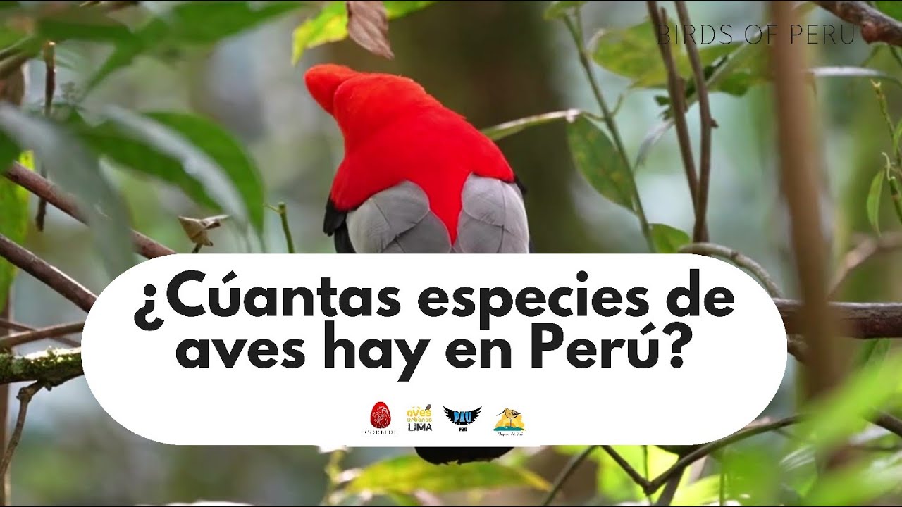 &iquest;Cu&aacute;ntas especies de aves hay en Per&uacute;?