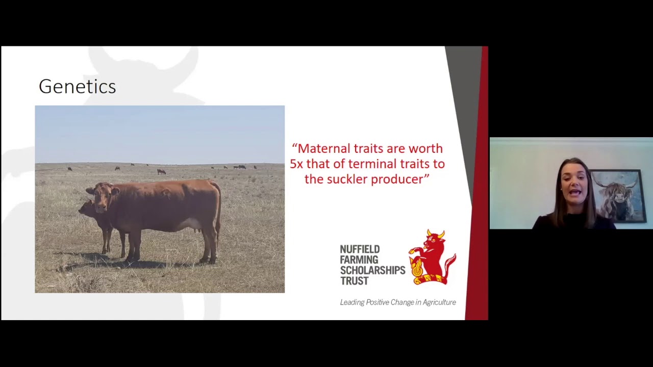 S Pick NSch 2019 - Heifer replacement strategies: Cost reduction in the UK suckler herd
