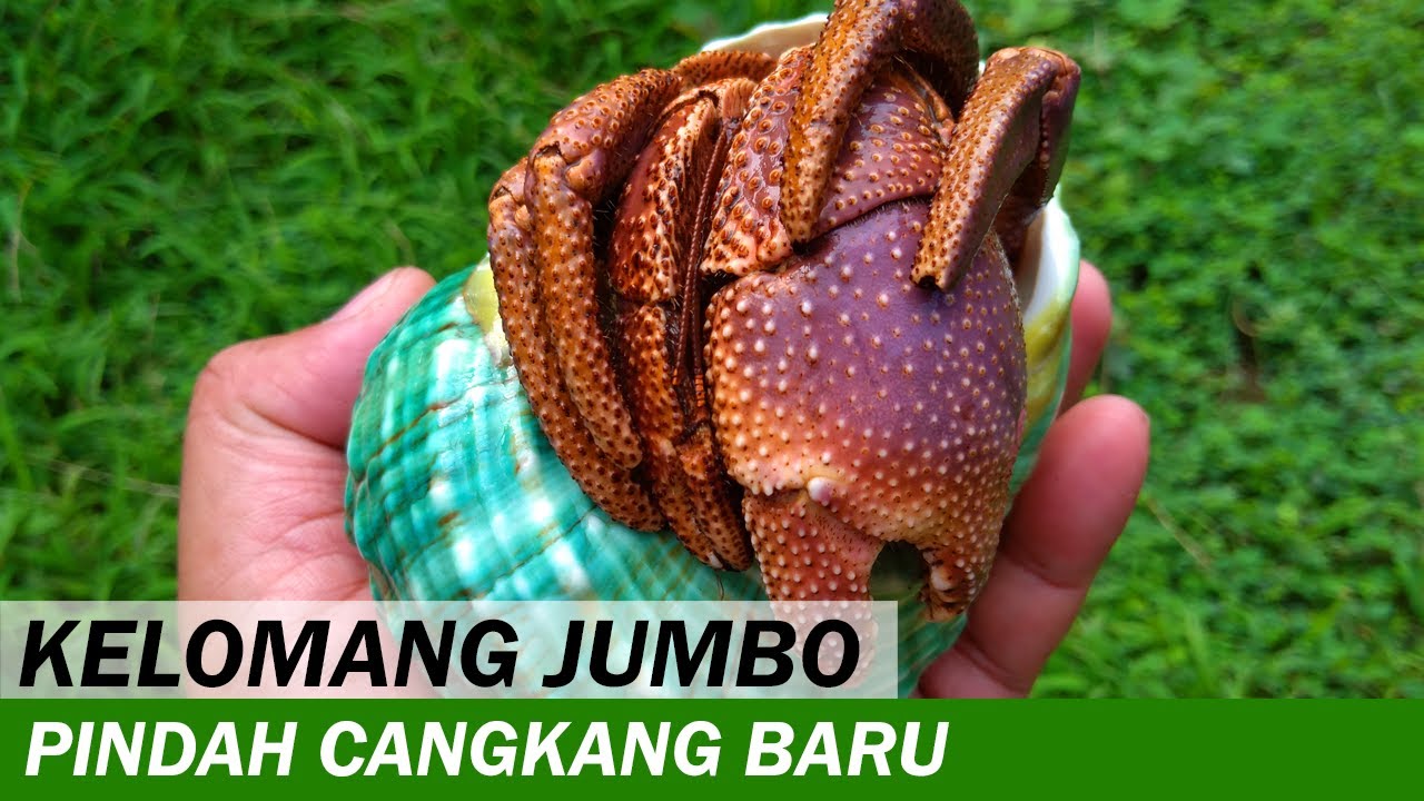 Mengamati Kelomang Jumbo Pindah Cangkang Baru | Aktivitas Kelomang | Crabpedia