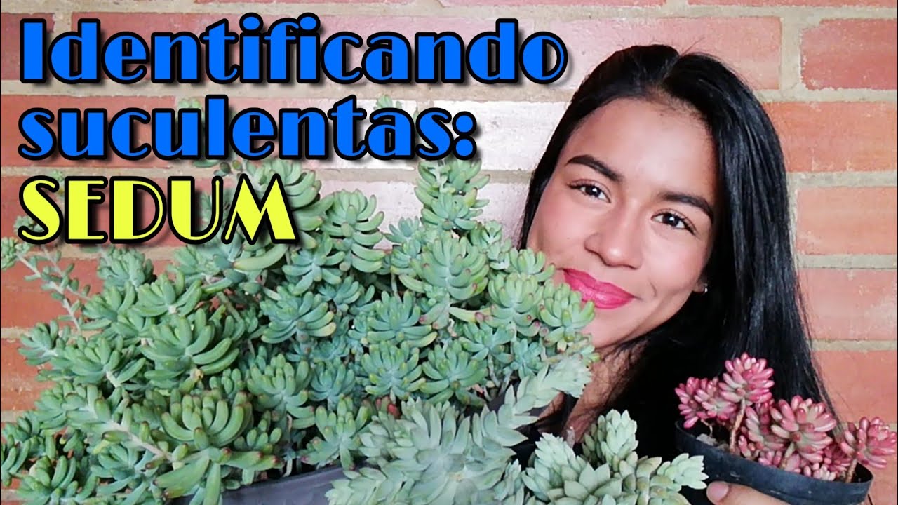 COLECCIÓN DE SEDUM + nombres + cuidados básicos 👩🏽‍🌾 | Jardines By Angie