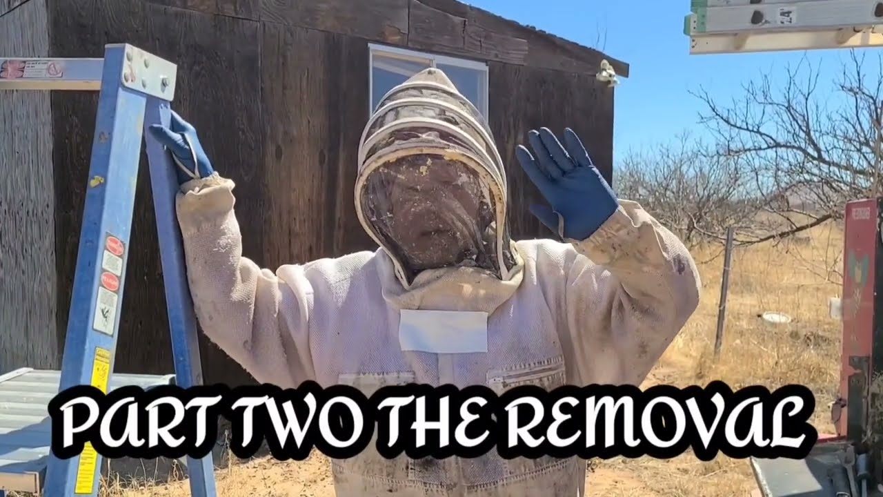 EXOTIC BIRDS AND KILLER BEES DON'T MIX! BEGINING THE REMOVAL! PT 2