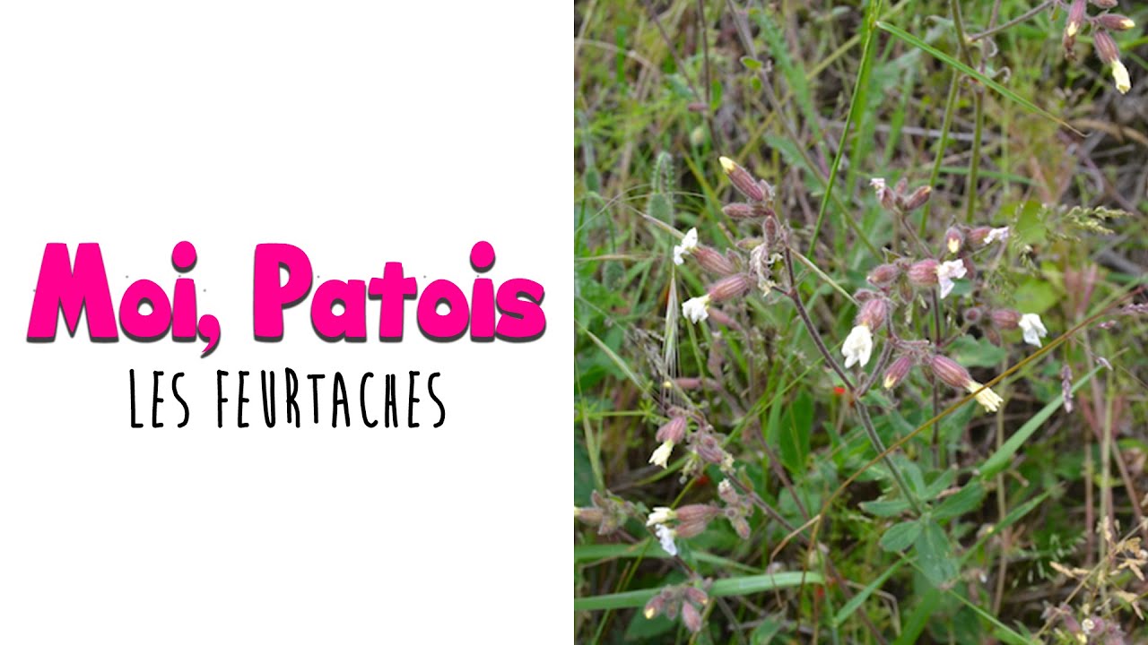 Moi, Patois - Les mots du Montceau ft Pr. Valabrègue - Feurtaches