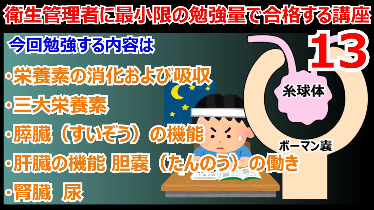衛生管理者に最小限の暗記量で合格する講座　第13回　栄養素の消化および吸収　三大栄養素　蛋白質（たんぱく質）　膵臓（すいぞう）の機能 肝臓の機能 胆嚢（たんのう）の働き 腎臓　尿