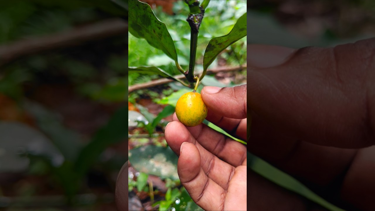 Fresh Baraba From Home garden
