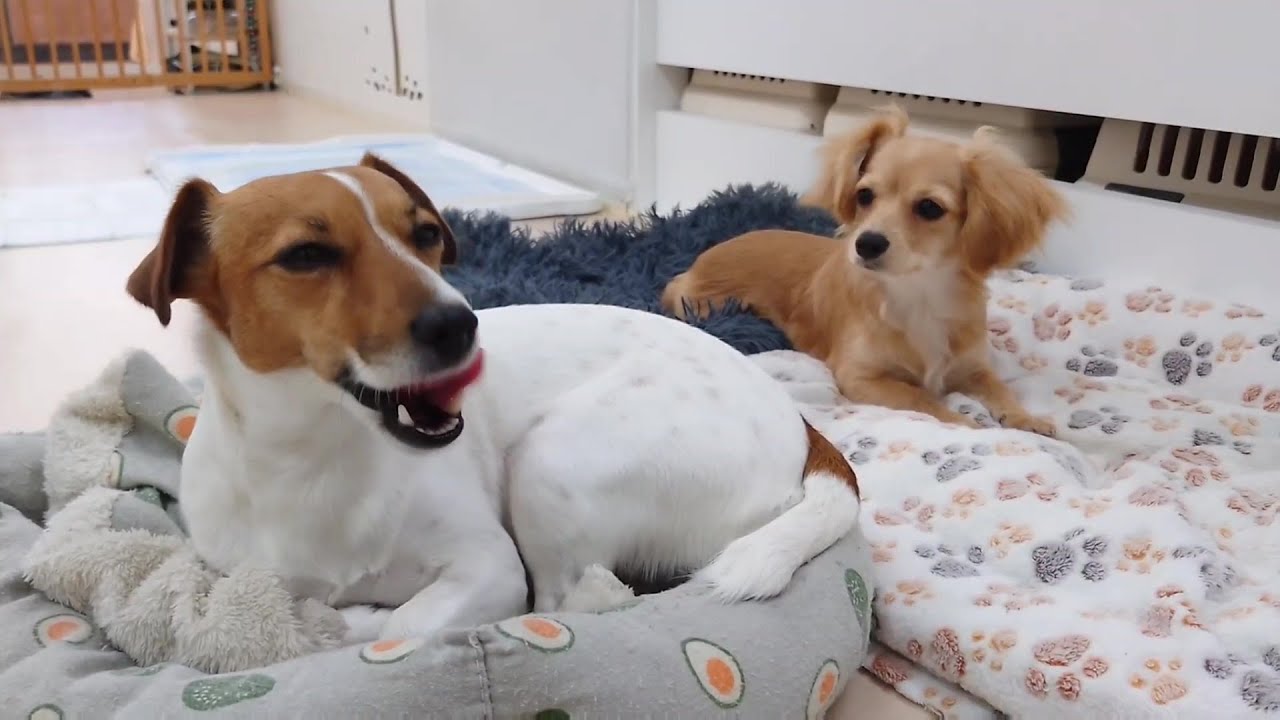 急に馴染んできたチワックス　🐶ひみつきちなう！②🐶  2026年1月9日