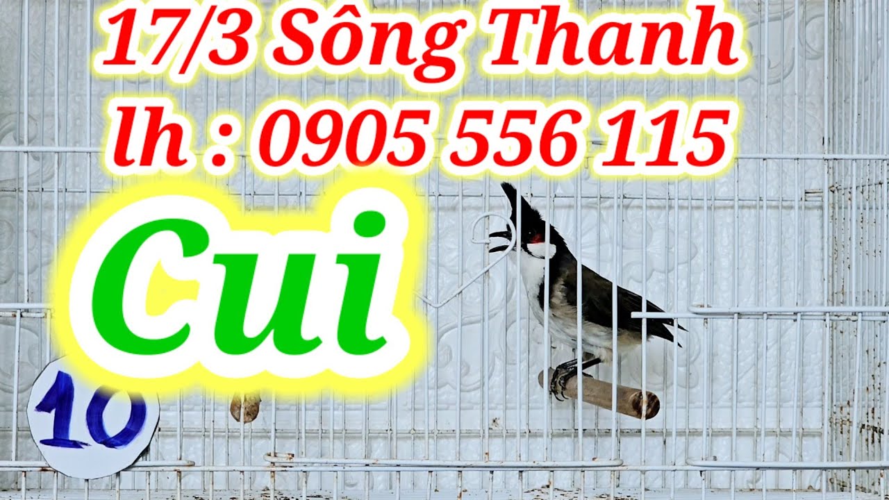 đ&atilde; b&aacute;n hết 17/3 S&Ocirc;NG THANH LH:0905556115 |#banchaomao#chaomaohotdau#chaomaoquang#chaomaodauhot