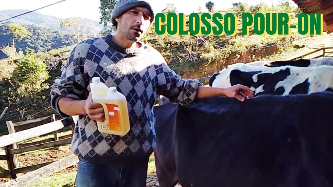 Como usar o Colosso POUR-ON no gado de leite / pecuária leiteira